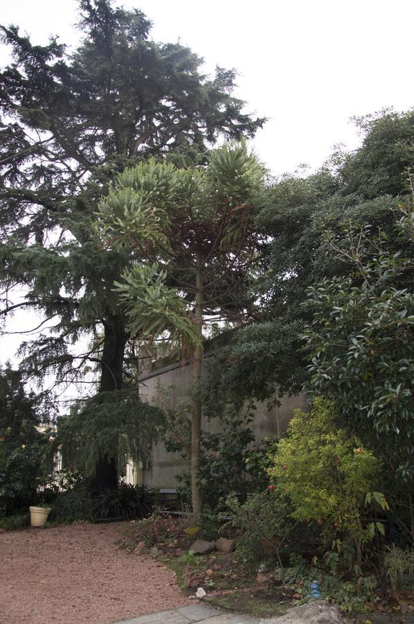 Cane B&B Montevideo Kültér fotó